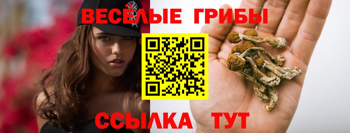 Хасавюрт  Псилоцибиновые грибы прущие грибы  Галлюциногенные грибы Cubensis  Вход с VPN 